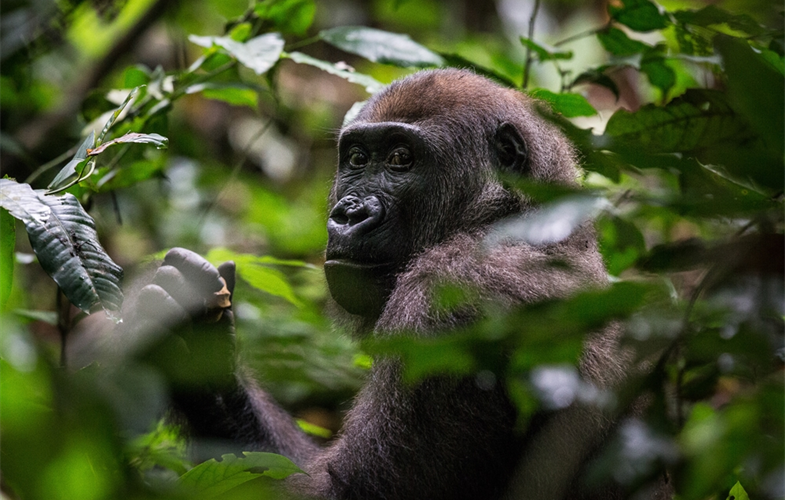 Western lowland gorilla, Djeke Triangle © S. Ramsay/WCS